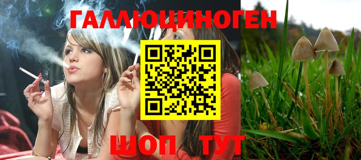 Псилоцибиновые грибы Psilocybine cubensis Ликино-Дулёво